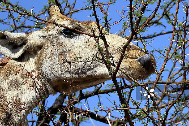 长颈鹿吃树叶图片素材