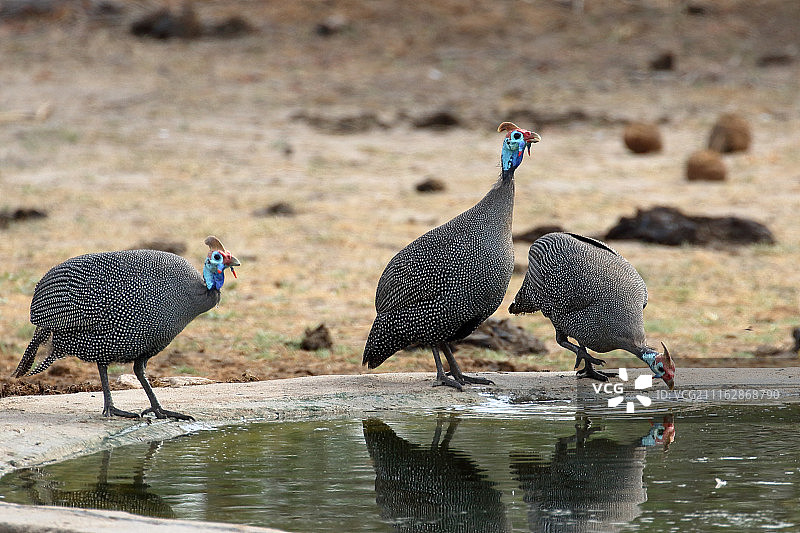 池塘边的三只珍珠鸡图片素材