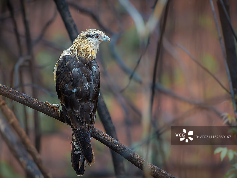 树枝上的猎隼图片素材