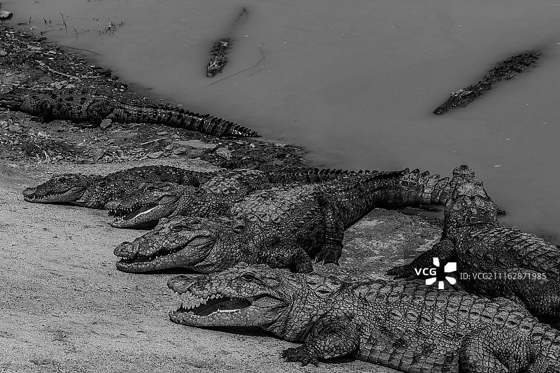河边的鳄鱼图片素材