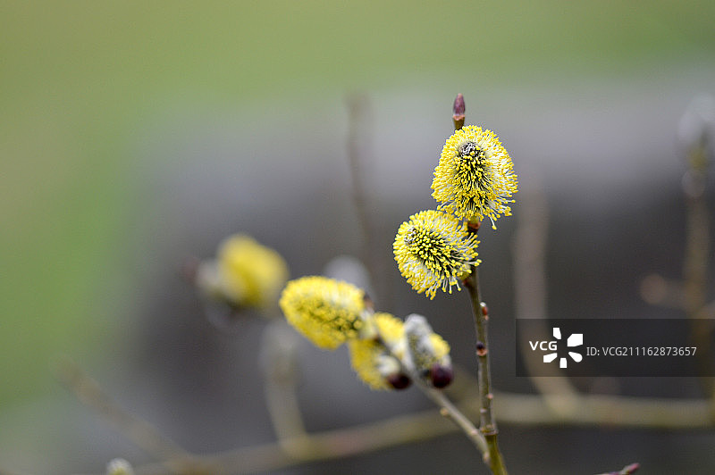 树枝上的猫柳特写图片素材