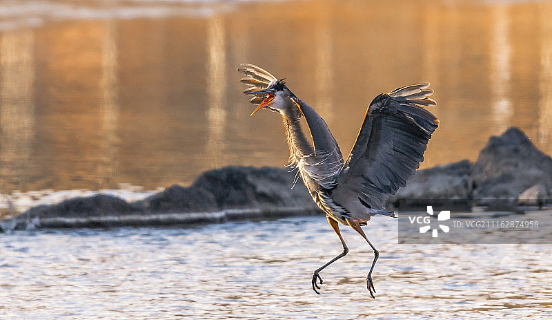 张开翅膀和嘴巴的苍鹭图片素材