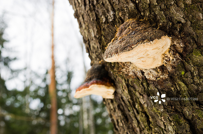 生长在树上的红缘拟层孔菌图片素材