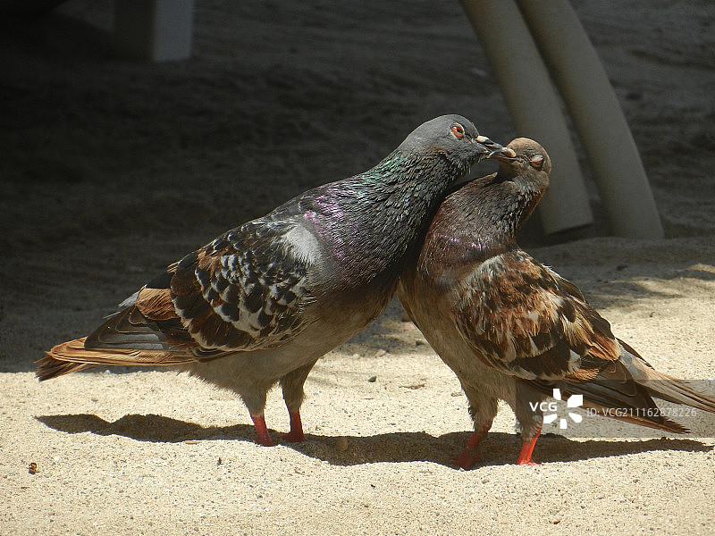 墨西哥巴亚尔塔港图片素材