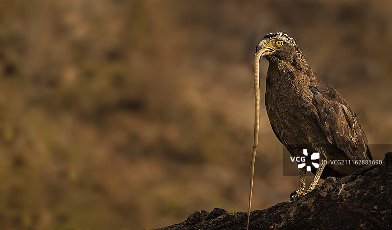 印度斋格布尔图片素材