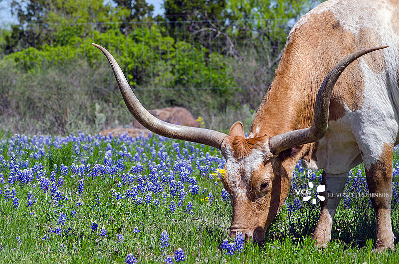 在鲜花中吃草的德克萨斯长角牛图片素材