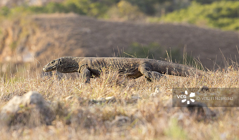 站在地上的巨大蜥蜴图片素材