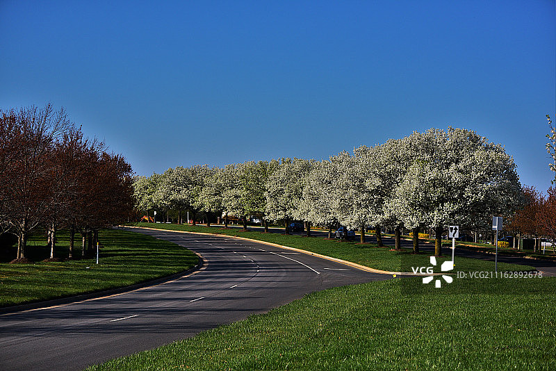开满鲜花的树木公路景色图片素材