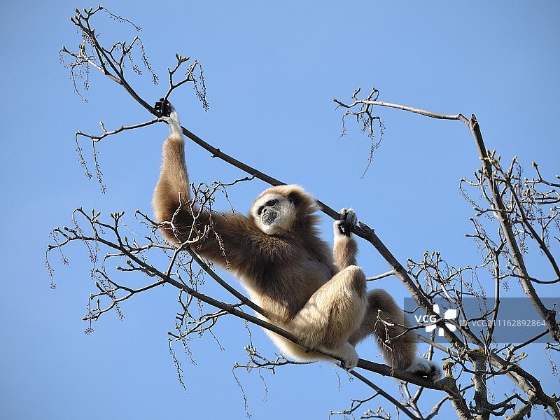 合趾猿站在树枝上图片素材