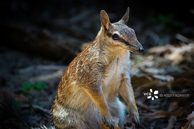 袋食蚁兽特写图片素材