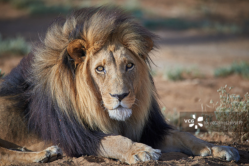 躺卧的狮子图片素材