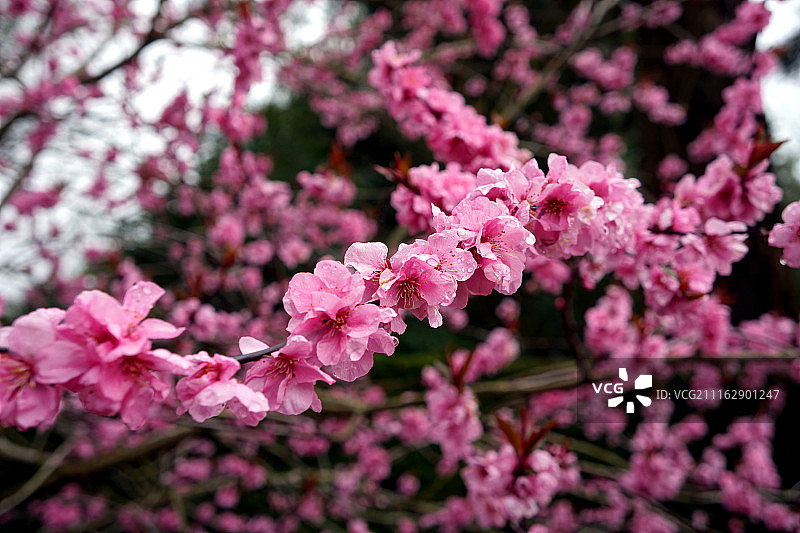 盛开的树枝图片素材