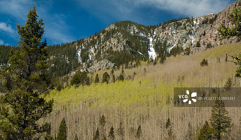 白杨树黎明图片素材