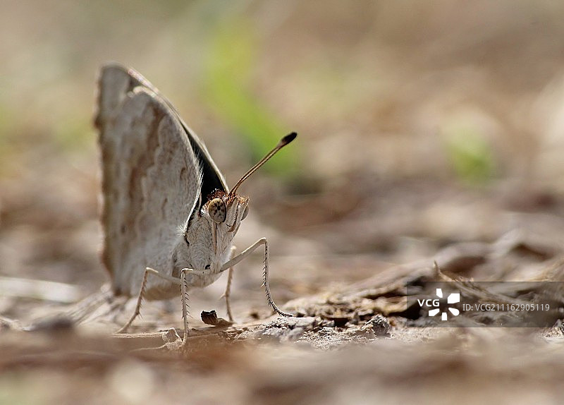 停留在地面的蝴蝶特写镜头图片素材