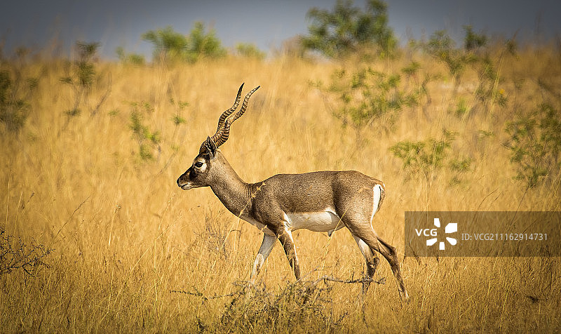 Prashant Rana摄影作品 / 500px图片素材