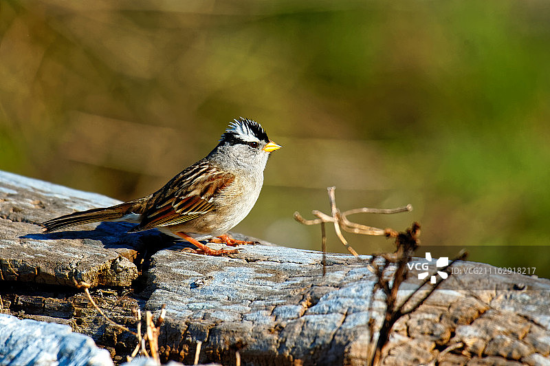 白冠麻雀站在木头上图片素材