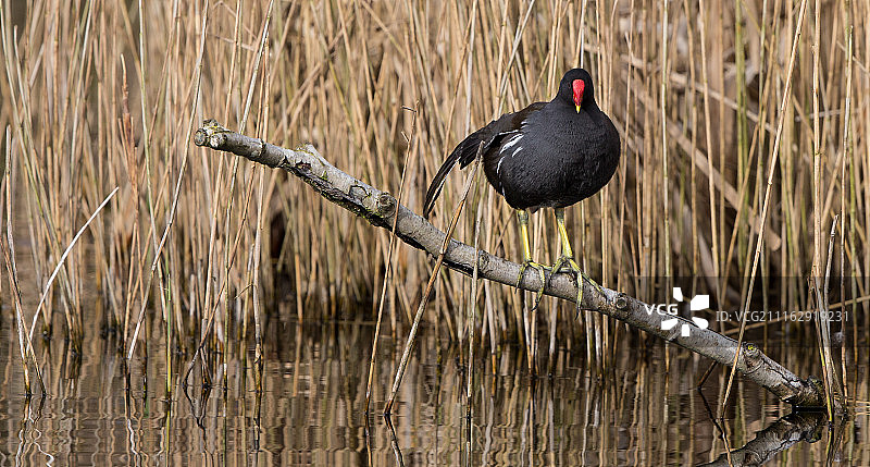 栖息在树枝上的黑水鸡图片素材