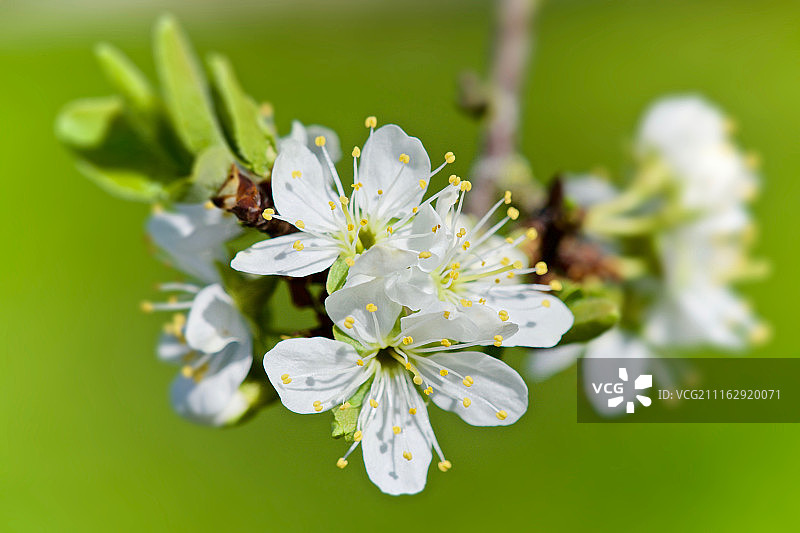 韦尔尼，法国图片素材