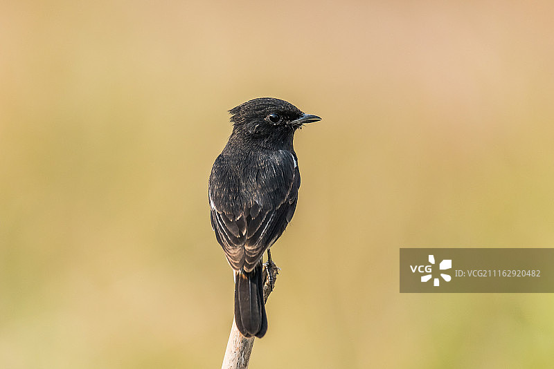 印度古尔冈图片素材