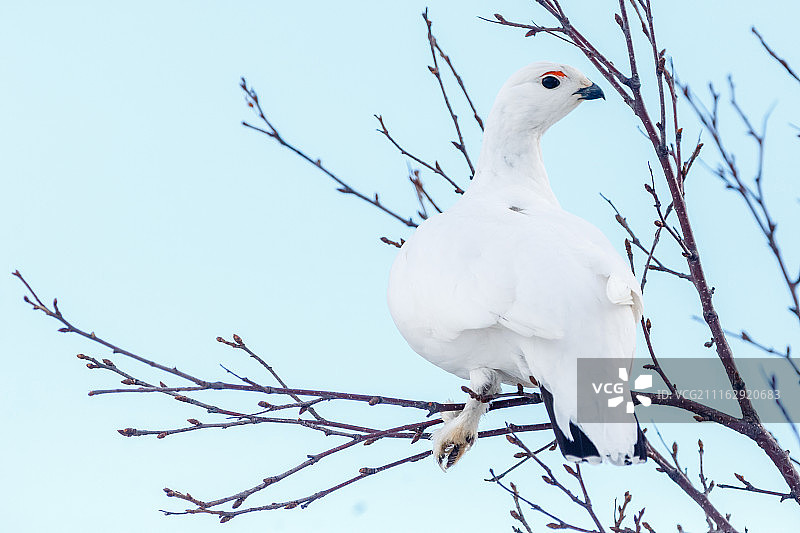 树上的柳雷鸟图片素材