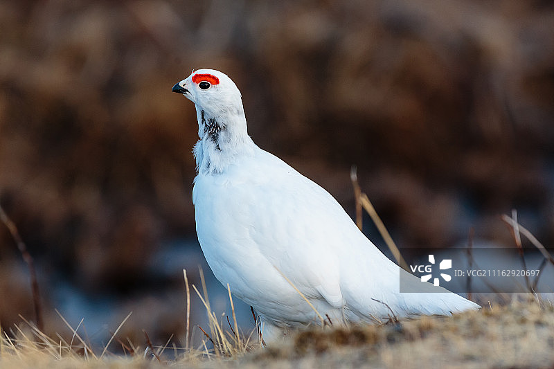 柳雷鸟图片素材