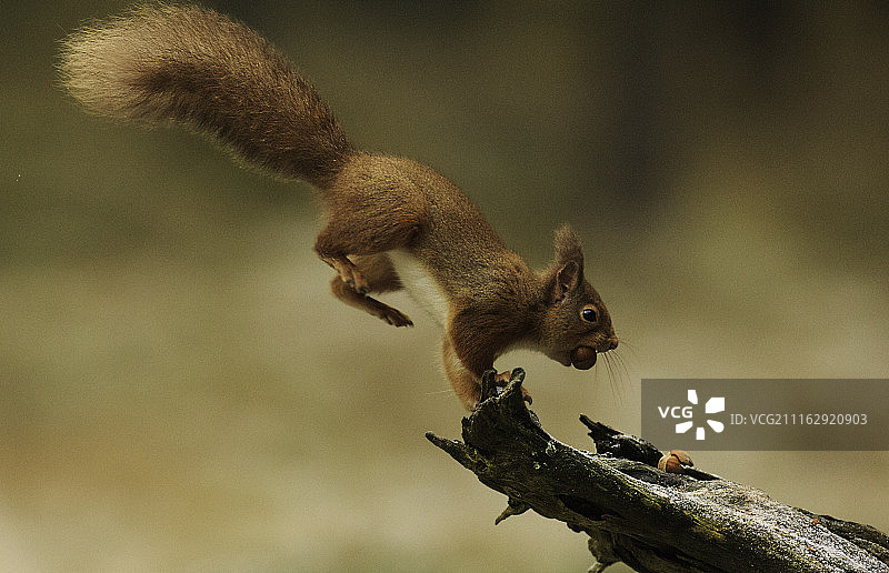 跳跃的红松鼠图片素材