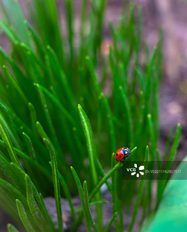 绿色植物上的瓢虫图片素材