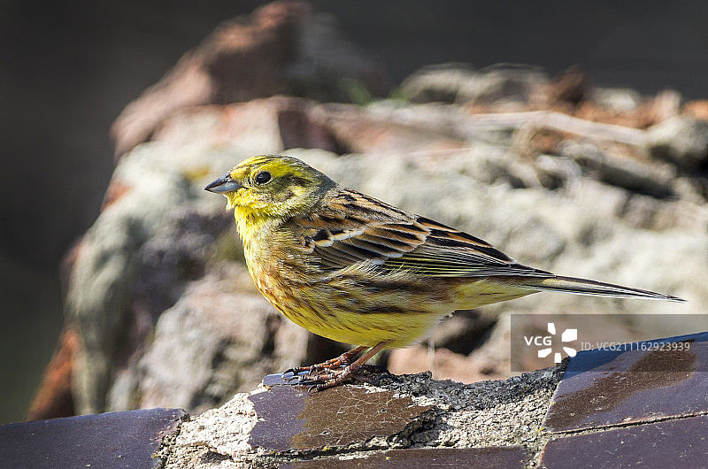 乌克兰旧萨尔季夫图片素材