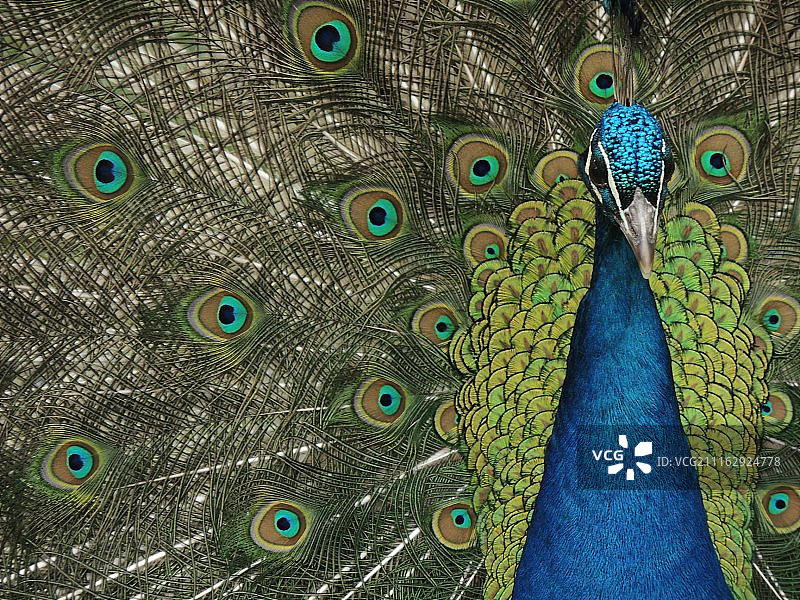 蓝色孔雀开屏的肖像图片素材