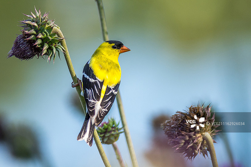 栖息在蓟上的美洲金翅雀图片素材