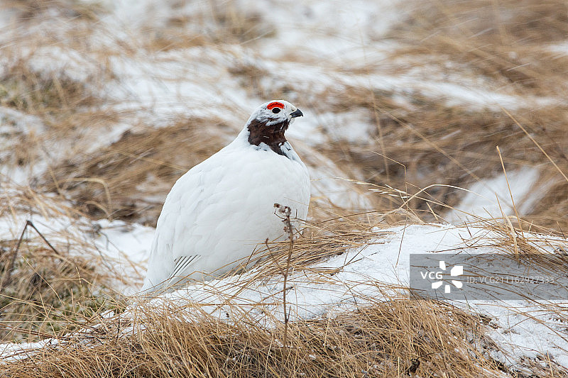 柳雷鸟图片素材