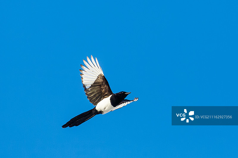 飞翔中的喜鹊图片素材