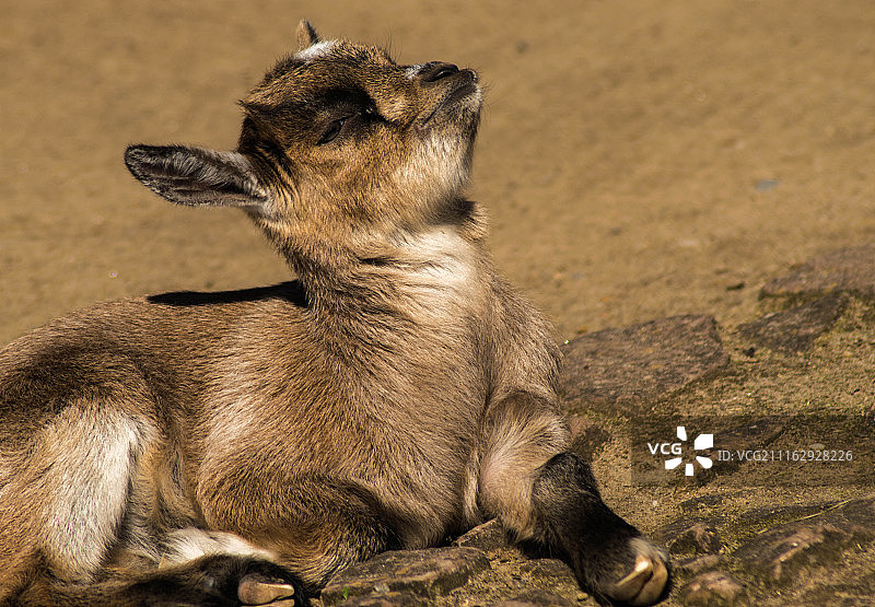 小山羊躺在地上图片素材