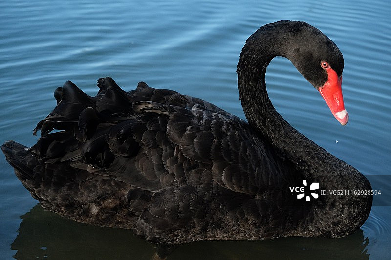 水面上的黑天鹅图片素材