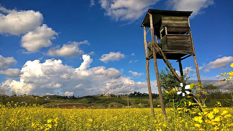 在黄色野花田中狩猎的隐蔽处图片素材