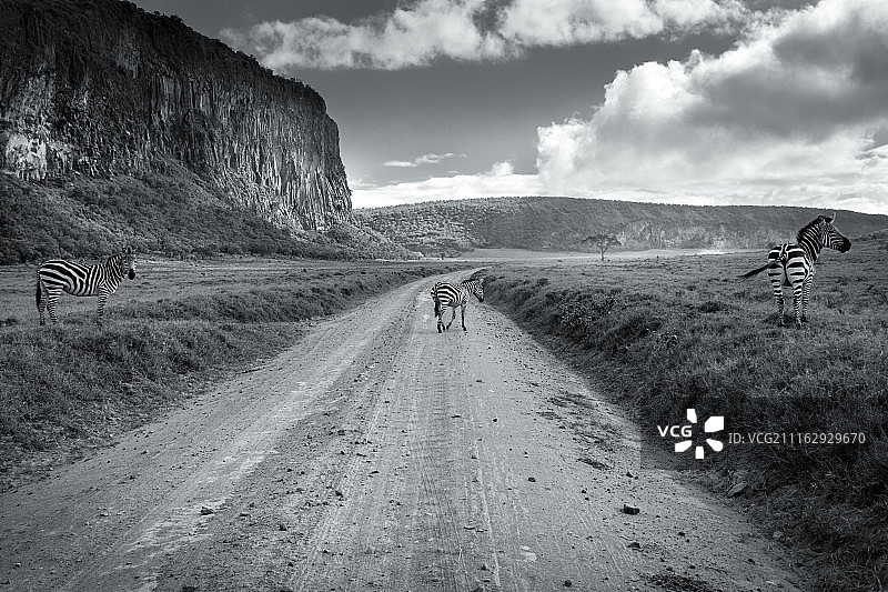 路上的三只斑马图片素材