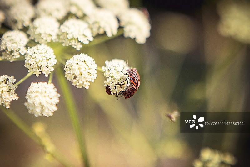 栖息在花朵上的昆虫图片素材