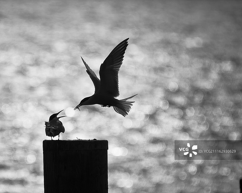 圣迈克尔斯，美国图片素材