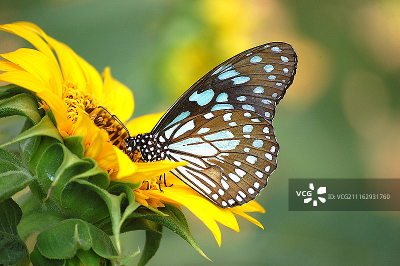 Deba Panee拍摄作品 / 500px图片素材