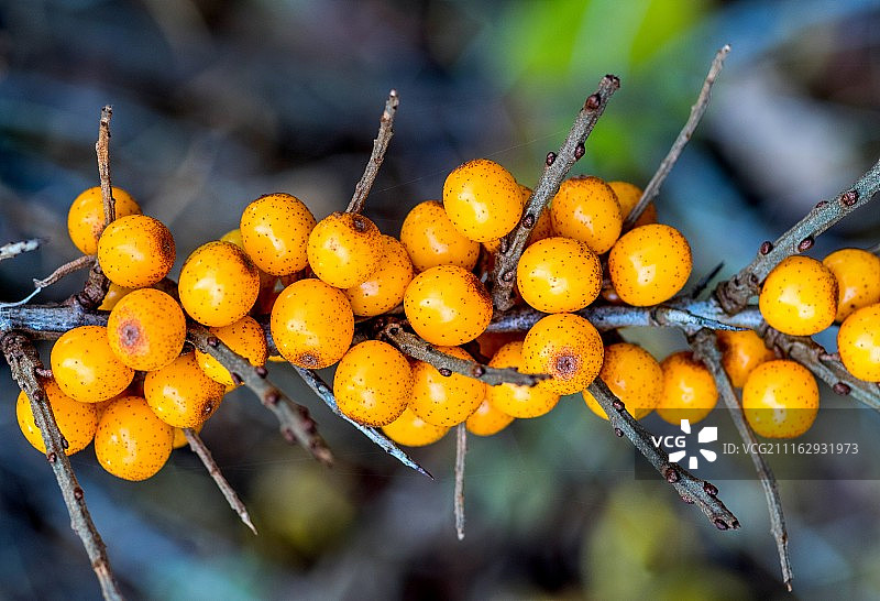带刺树枝上生长的橙子图片素材