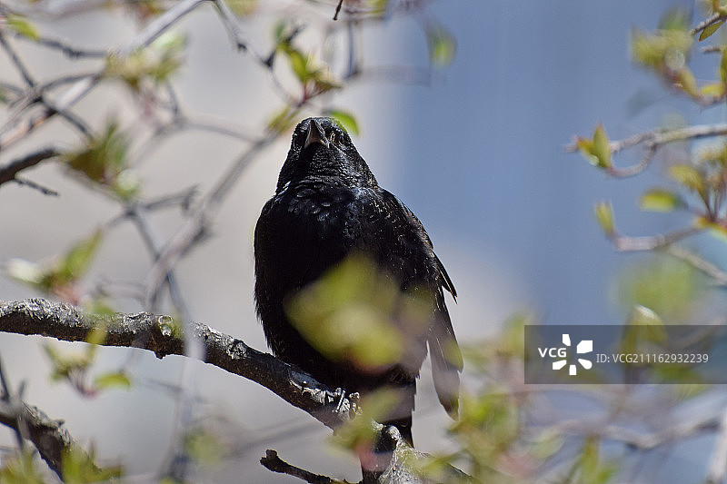 树枝间的鸟图片素材