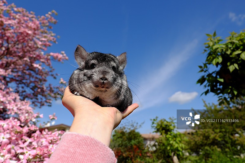 坐在手上的龙猫图片素材