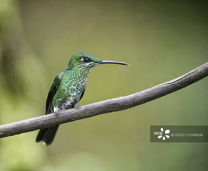哥斯达黎加里奥塞贡多图片素材