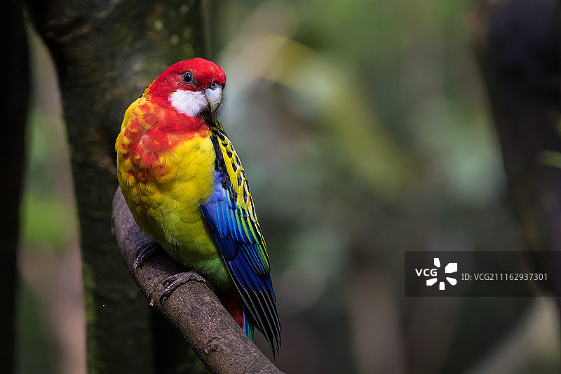 树枝上的彩色鹦鹉图片素材