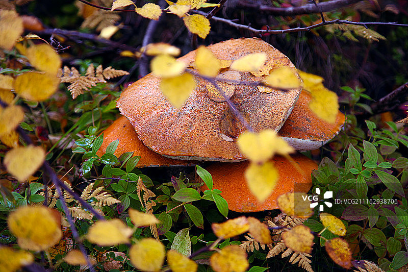 蘑菇特写图片素材