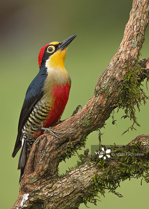 彩虹食蚁鸟图片素材
