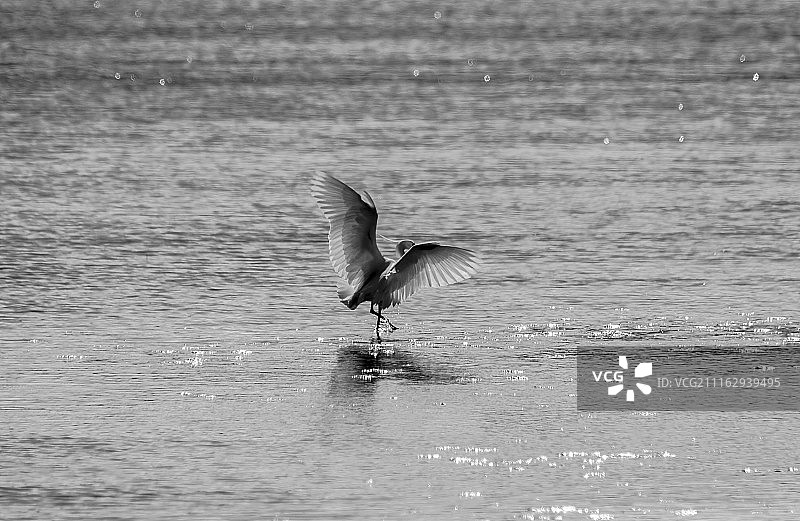 飞行中，鸟儿接触水面图片素材