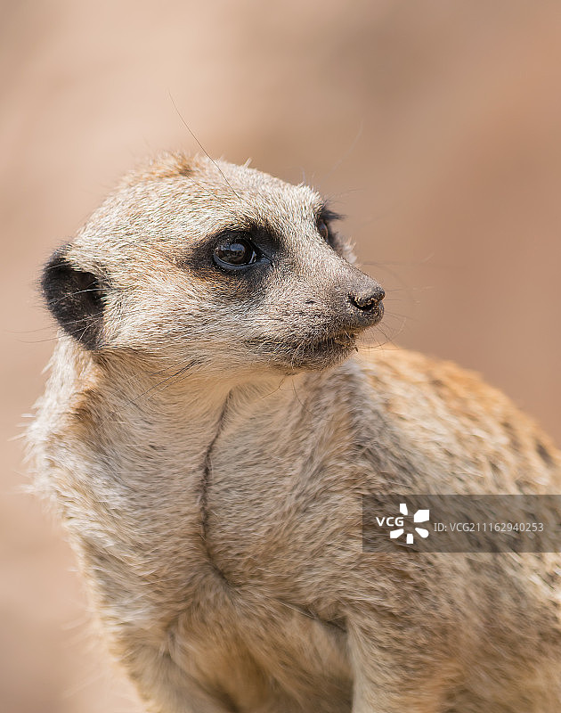 美国斯特拉特穆尔图片素材