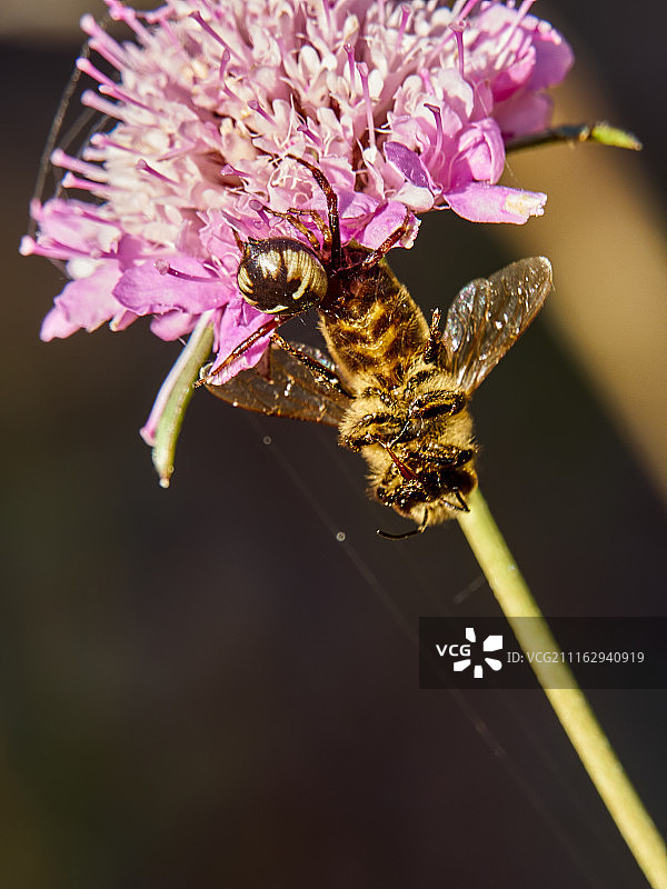 蜘蛛网中的蜜蜂图片素材