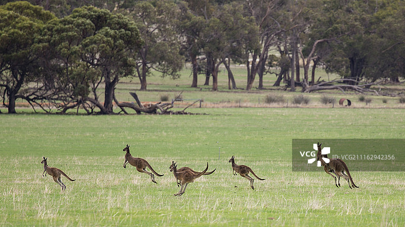 澳大利亚的穆拉图片素材